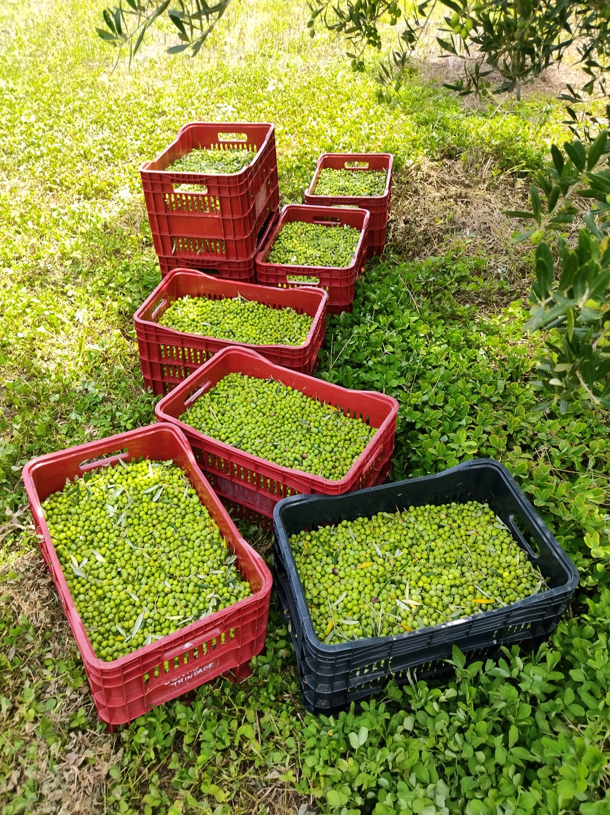 Azeitonas em caixas após a colheita — Olivas Trindade